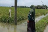 Cilacap surplus beras 298 ribu ton