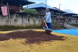 Buah kopi di Tanggamus  terserang hama penggerek buah