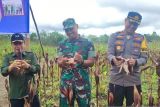 Bupati Bartim apresiasi tanaman jagung Kodim 1012 Buntok berhasil dipanen