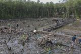 Walhi tanam mangrove di pesisir Bandarlampung