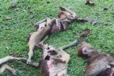 Hewan ternak mati mengenaskan, diduga dimangsa anjing hutan