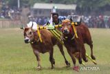 Joki memacu sapinya pada lomba karapan sapi di Stadion Karapan Sapi RP Moh Noer, Bangkalan, Jawa Timur, Minggu (16/10/2022). Lomba karapan sapi yang memperebutkan Piala Presiden itu diikuti 24 pasang sapi dari sejumlah daerah di Madura. ANTARA Jatim/Didik Suhartono/zk 