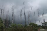 Pemerhati lingkungan : Longsor di Jeneponto Sulsel dipicu kerusakan hutan