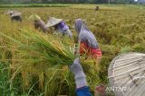 Buruh tani memanen padi di kawasan desa Blang Jaro, Kecamatan Indra Puri, Kabupaten Aceh Besar, Aceh, Selasa (18/10/2022). Badan Pusat Statistik (BPS)  memperkirakan produksi pada nasional tahun 2022 mencapai 55,67 juta ton gabah kering giling (GKG) dengan luas panen 10,61 juta hektare  atau meningkat sekitar 2,31 persen dibanding  tahun 2021 sebesar 54,42 juta ton gabah kering giling (GKG) dengan luas panen 10,41 juta hektare. ANTARA FOTO/Ampelsa.