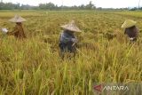 Buruh tani memanen padi di kawasan desa Blang Jaro, Kecamatan Indra Puri, Kabupaten Aceh Besar, Aceh, Selasa (18/10/2022). Badan Pusat Statistik (BPS)  memperkirakan produksi pada nasional tahun 2022 mencapai 55,67 juta ton gabah kering giling (GKG) dengan luas panen 10,61 juta hektare  atau meningkat sekitar 2,31 persen dibanding  tahun 2021 sebesar 54,42 juta ton gabah kering giling (GKG) dengan luas panen 10,41 juta hektare. ANTARA FOTO/Ampelsa.