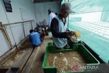 Warga binaan merawat larva maggot yang dibudidayakan untuk pakan lele di Lapas Kelas 2B Indramayu, Jawa Barat, Selasa (18/10/2022). Lapas Kelas 2 B Indramayu bekerjasama dengan Kilang Pertamina Internasional unit Balongan memberikan pelatihan kewirausahaan dengan mengembangkan pertanian sistem ecofarming untuk budidaya maggot, ikan lele dan sayuran. ANTARA FOTO/Dedhez Anggara/agr