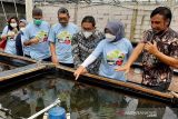 Pemkab Cilacap sosialisasikan larangan penangkapan ikan sidat