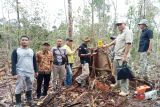 Polres bersama Polhut Pasaman Barat cek tunggul kayu diduga ilegal