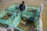 Pembibitan Ikan Sidat Endemik Danau Poso