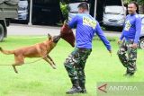 Pomal Lantamal VI Makassar beri pelatihan anjing pelacak K-9 bagi personelnya