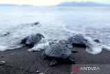 Sejumlah tukik merangkak ke arah pantai Pulau Santen, Banyuwangi, Jawa Timur, Jumat (21/10/2022). Banyuwangi Sea Turtle Foundation (Bstf) bekerja sama dengan Universitas Airlangga menciptakan penetasan telur penyu  dengan sistem Intan Box yang bertujuan untuk meningkatkan populasi penyu jantan yang semakin berkurang akibat perubahan iklim. ANTARA Jatim/Budi Candra Setya/zk 