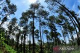 Getah pinus Perhutani raih sertifikat ekolabel pertama Indonesia