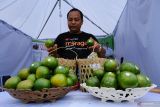 PAMERAN PRODUK UNGGULAN DI PERBATASAN. Petani jeruk Moraga (Modifikasi bujangseta Ramli Gapura) Ramli memperlihatkan jeruk hasil kebunnya yang dijual seharga Rp13 ribu hingga Rp25 ribu per kilogram sesuai jenis di acara Pameran Produk Unggulan Perbatasan di kawasan Pos Lintas Batas Negara (PLBN) Terpadu Aruk di Kecamatan Sajingan Besar, Kabupaten Sambas, Kalimantan Barat, Sabtu (22/10/2022). Sebanyak 30 Usaha Mikro, Kecil dan Menengah (UMKM) Kabupaten Sambas dari berbagai  produk pertanian, makanan olahan, kerajinan tangan menampilkan produk unggulan dalam pameran yang digelar Badan Nasional Pengelolaan Perbatasan (BNPP) guna memperkenalkan dan mempromosikan produk unggulan daerah setempat. ANTARA FOTO/Jessica Helena WuysangANTARA FOTO/JESSICA HELENA WUYSANG (ANTARA FOTO/JESSICA HELENA WUYSANG)