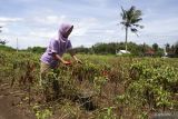 Petani sayur Yogyakarta diminta memperbanyak tanam rempah