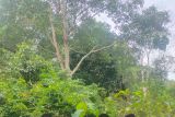 Jejak Bumi Indonesia kembangkan kebun entres di lima kabupaten di Sumsel