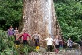 Pemnag Koto Malintang Agam kembangkan kayu besar tarik wisatawan
