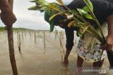 Pemkab Parigi  siapkan 88 lokasi penanaman bakau di momen Harkanas