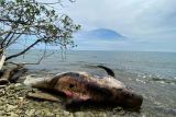 Warga temukan paus mati di perairan Raja Ampat