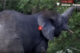 Kawanan Gajah Tersesat rusak Perkebunan di Pantai Gading Selatan