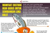 Manfaat ekstrak ikan gabus untuk sembuhkan luka kulit