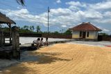Pj Gubernur NTB minta Bulog optimalkan serap gabah dan jagung petani