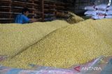 Pekerja melakukan proses pengeringan kacang kedelai impor untuk pembuatan tempe di salah satu Industri Kecil Menengan (IKM), Desa Tanjung, Kecamatan Ingin Jaya, Kabupaten Aceh Besar, Aceh, Senin (31/10/2022). Pengusaha tempe di daerah itu menyatakan harga kacang kedelai impor yang terus mengalami kenaikan dan saat ini seharga  Rp14.500 per kilogram dari sebelumnya Rp10.600 perkilogram memaksa mereka mengurangi ukuran tempe guna menjaga permintaan pasar, sedangkan harga penjualan tempe masih bertahan Rp1.200 per bungkus. ANTARA FOTO/Ampelsa.
