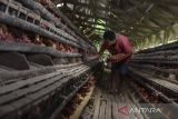 Pekerja memanen telur ayam di Desa Cipaku, Kabupaten Ciamis, Jawa Barat, Selasa (1/11/2022). Produksi telur ayam di kawasan tersebut mengalami penurunan sebesar 10 persen dari biasanya sebanyak 4,5 kuital per hari akibat cuaca yang tidak menentu dan dijual dengan harga Rp32.000 per kilogram. ANTARA FOTO/Adeng Bustomi/agr