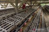 Pekerja memberikan pakan ayam petelur di Desa Cipaku, Kabupaten Ciamis, Jawa Barat, Selasa (1/11/2022). Produksi telur ayam di kawasan tersebut mengalami penurunan sebesar 10 persen dari biasanya sebanyak 4,5 kuital per hari akibat cuaca yang tidak menentu dan dijual dengan harga Rp32.000 per kilogram. ANTARA FOTO/Adeng Bustomi/agr