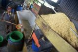 Pekerja memindahkan kacang kedelai setelah dilakukan pencucian untuk pembuatan tempe di salah satu Industri Kecil Menengan (IKM), Desa Tanjung, Kecamatan Ingin Jaya, Kabupaten Aceh Besar, Aceh, Senin (31/10/2022). Pengusaha tempe di daerah itu menyatakan harga kacang kedelai impor yang terus mengalami kenaikan dan saat ini seharga Rp14.500 per kilogram dari sebelumnya Rp10.600 perkilogram memaksa mereka mengurangi ukuran tempe guna menjaga permintaan pasar, sedangkan harga penjualan tempe masih bertahan Rp1.200 per bungkus. ANTARA FOTO/Ampelsa/hp.