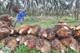 Pekerja menyusun tandan buah segar (TBS) kelapa sawit hasil panen di Desa Berkah, Sungai Bahar, Muarojambi, Jambi, Rabu (2/11/2022). Pemerintah melanjutkan pembebasan pungutan ekspor minyak sawit mentah (crude palm oil/CPO) per 1 November 2022 sampai harga referensi CPO lebih besar atau sama dengan 800 dolar AS per metrik ton (MT). ANTARA FOTO/Wahdi Septiawan/rwa.