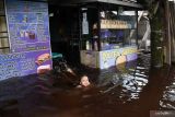 BANJIR LANDA KOTA SINGKAWANG. Seorang anak berenang di warung makan yang terendam banjir di Kota Singkawang, Kalimantan Barat, Minggu (6/11/2022). Banjir setinggi 10 cm hingga 90 cm menggenangi sejumlah ruas jalan, pemukiman penduduk dan fasilitas umum di Kota Singkawang akibat tingginya curah hujan sejak Sabtu (5/11/2022) malam hingga Minggu (6/11/2022) di wilayah setempat. ANTARA FOTO/Reza Novriandi/jhwANTARA FOTO/REZA NOVRIANDI (ANTARA FOTO/REZA NOVRIANDI)