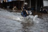 BANJIR LANDA KOTA SINGKAWANG. Seorang pengendara motor melintasi banjir di Kota Singkawang, Kalimantan Barat, Minggu (6/11/2022). Banjir setinggi 10 cm hingga 90 cm menggenangi sejumlah ruas jalan, pemukiman penduduk dan fasilitas umum di Kota Singkawang akibat tingginya curah hujan sejak Sabtu (5/11/2022) malam hingga Minggu (6/11/2022) di wilayah setempat. ANTARA FOTO/Reza Novriandi/jhwANTARA FOTO/REZA NOVRIANDI (ANTARA FOTO/REZA NOVRIANDI)