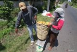 Buruh tani menimbang tomat dalam keranjang saat panen di area persawahan Desa Paron, Kediri, Jawa Timur, Selasa (8/11/2022). Sepekan terakhir harga tomat di tingkat petani terus membaik dari sebelumnya Rp2.500 per kilogram menjadi Rp5.500 per kilogram karena terbatasnya pasokan di pasaran. Antara Jatim/Prasetia Fauzani/Ds