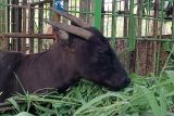 BKSDA Sulawesi Utara lacak asal Anoa dan Babi Rusa dijual di pasar tradisional