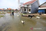 Warga menerobos genangan banjir rob atau air laut pasang merendam Desa Eretan Wetan, Kandanghaur, Indramayu, Jawa Barat, Rabu (9/11/2022). Banjir rob dampak gerhana bulan itu mengakibatkan puluhan rumah warga di pesisir pantai terendam setinggi 60-90 cm. ANTARA FOTO/Dedhez Anggara/agr
