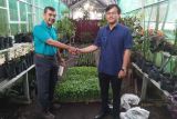 PT AMP Plantation serahkan bantuan bibit cabai ke DPKP Agam kendalikan inflansi