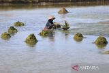 Petambak mengumpulkan lumut sutera (Alga Filamen) untuk pakan ikan bandeng di areal tambak Desa Pabean udik, Indramayu, Jawa Barat, Jumat (11/11/2022). Petambak memanfaatkan lumut sutera sebagai pakan alternatif untuk tambahan pakan ikan bandeng karena dianggap memiliki kandungan protein yang tinggi dan mampu mempercepat proses pertumbuhan ikan sehingga menghemat biaya untuk membeli pakan dari pabrik. ANTARA FOTO/Dedhez Anggara/agr