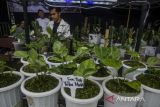 Pengunjung melihat tanaman hias yang dipamerkan pada Cihideung Plants Festival, Kabupaten Bandung Barat, Jawa Barat, Sabtu (12/11/2022). Pemerintah Provinsi Jawa Barat berhasil mengekspor sebanyak 4500 jenis tanaman hias ke negara kawasan Amerika, Asia, dan Eropa hasil budi daya kawasan Cihideung dan daerah lainnya di Jawa Barat. ANTARA FOTO/Novrian Arbi/agr