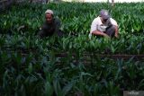 KBR BINAAN BPDASHL KAPUAS. Dua warga membersihkan rumput liar di sela tanaman di Kebun Bibit Rakyat (KBR) yang dikerjakan Kelompok Berkat Jaya di Desa Punggur Besar, Kecamatan Sungai Kakap, Kabupaten Kubu Raya, Kalimantan Barat, Jumat (11/11/2022). BPDASHL Kapuas melaksanakan program Kebun Bibit Rakyat (KBR) di Kabupaten Kubu Raya, Kalimantan Barat dengan melakukan pendampingan serta menyediakan 66 ribu bibit tanaman pinang berkualitas untuk ditanam oleh Kelompok Berkat Jaya di Desa Punggur Besar dan Kelompok Tunas Intan di Sungai Kupah di masing-masing lahan seluas 25 hektar guna memulihkan lahan kritis di sekitar kawasan hutan di daerah tersebut. ANTARA FOTO/Jessica Helena WuysangANTARA FOTO/JESSICA HELENA WUYSANG (ANTARA FOTO/JESSICA HELENA WUYSANG)