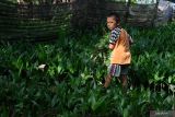 KBR BINAAN BPDASHL KAPUAS. Seorang anak membawa tumpukan rumput liar hasil membersihkan tanaman di Kebun Bibit Rakyat (KBR) yang dikerjakan Kelompok Berkat Jaya di Desa Punggur Besar, Kecamatan Sungai Kakap, Kabupaten Kubu Raya, Kalimantan Barat, Jumat (11/11/2022). BPDASHL Kapuas melaksanakan program Kebun Bibit Rakyat (KBR) di Kabupaten Kubu Raya, Kalimantan Barat dengan melakukan pendampingan serta menyediakan 66 ribu bibit tanaman pinang berkualitas untuk ditanam oleh Kelompok Berkat Jaya di Desa Punggur Besar dan Kelompok Tunas Intan di Sungai Kupah di masing-masing lahan seluas 25 hektar guna memulihkan lahan kritis di sekitar kawasan hutan di daerah tersebut. ANTARA FOTO/Jessica Helena WuysangANTARA FOTO/JESSICA HELENA WUYSANG (ANTARA FOTO/JESSICA HELENA WUYSANG)