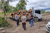 Penebangan pinus ilegal di Desa Hutaginjang Samosir diadukan ke Polisi