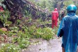 Pohon tumbang tutup badan jalan provinsi di Palembayan Agam