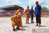 Rumput baru Stadion 29 November Sampit mulai tumbuh