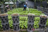 Warga merawat urban farming Buruan Sae Sawargi di Bandung, Jawa Barat, Kamis (17/11/2022). Badan Pangan Nasional menyatakan ketersediaan 11 komoditas pangan strategis masih mencukupi hingga akhir 2022 yang salah satunya dengan keberhasilan Pemerintah Provinsi Jawa Barat mewujudkan kedaulatan pangan berkelanjutan sehingga menjadi salah satu lumbung pangan nasional. ANTARA FOTO/Novrian Arbi/agr