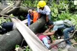 Pohon tumbang di halaman PN Makassar timpa dua pekerja bangunan