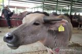 15.000 ekor ternak  di Grobogan dilengkapi barcode