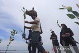 Pegiat lingkungan sekaligus pendongeng keliling Samsudin (kiri) memberikan edukasi tentang mangrove kepada pelajar saat kegiatan Aksi Tanam Mangrove di Indramayu, Jawa Barat, Sabtu (19/11/2022). Kegiatan penanaman mangrove dan bersih pantai yang melibatkan berbagai komunitas dan pelajar itu sebagai salah satu upaya melindungi ekosistem pesisir dan laut dari abrasi dan pencemaran sampah. ANTARA FOTO/Dedhez Anggara/agr