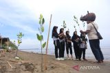 Pegiat lingkungan sekaligus pendongeng keliling Samsudin (kanan) memberikan edukasi tentang mangrove kepada pelajar saat kegiatan Aksi Tanam Mangrove di Indramayu, Jawa Barat, Sabtu (19/11/2022). Kegiatan penanaman mangrove dan bersih pantai yang melibatkan berbagai komunitas dan pelajar itu sebagai salah satu upaya melindungi ekosistem pesisir dan laut dari abrasi dan pencemaran sampah. ANTARA FOTO/Dedhez Anggara/agr