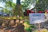 Pengunjung melihat berbagai varietas buah mangga saat Festival Mangga di Indramayu, Jawa Barat, Sabtu (19/11/2022). Festival tersebut menampilkan berbagai jenis varietas buah mangga dan produk olahannya. ANTARA FOTO/Dedhez Anggara/agr