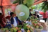 Pengunjung melihat berbagai varietas buah mangga saat Festival Mangga di Indramayu, Jawa Barat, Sabtu (19/11/2022). Festival tersebut menampilkan berbagai jenis varietas buah mangga dan produk olahannya. ANTARA FOTO/Dedhez Anggara/agr